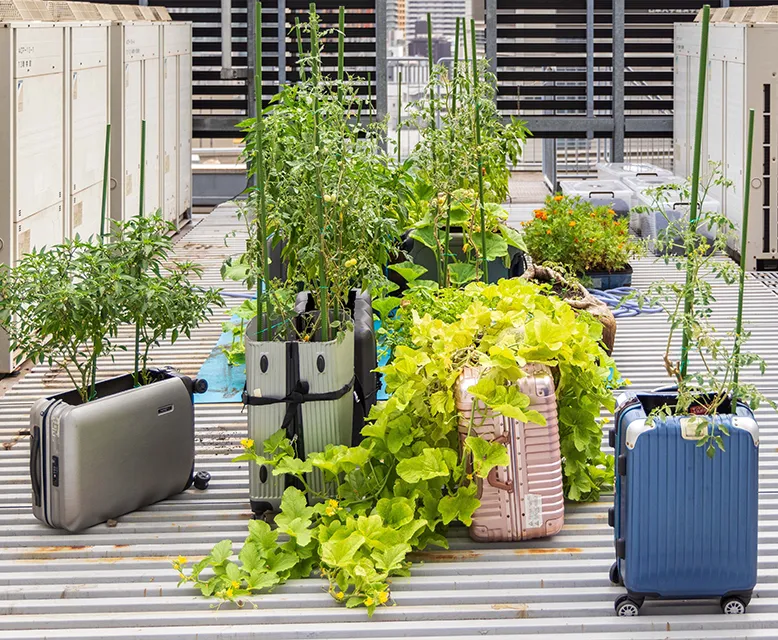 Rooftop Container Gardening01