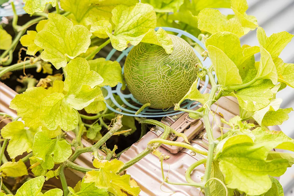 Rooftop Container Gardening02