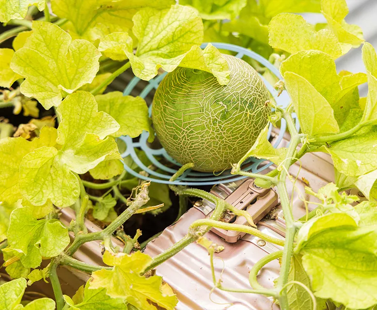 Rooftop Container Gardening02