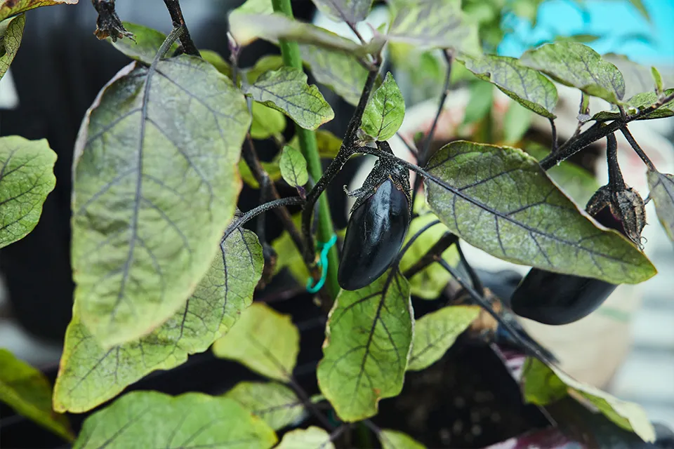 Rooftop Container Gardening03