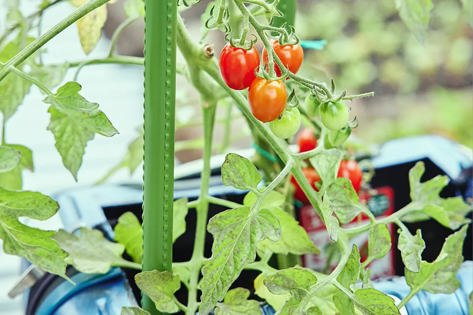 Rooftop Container Gardening04
