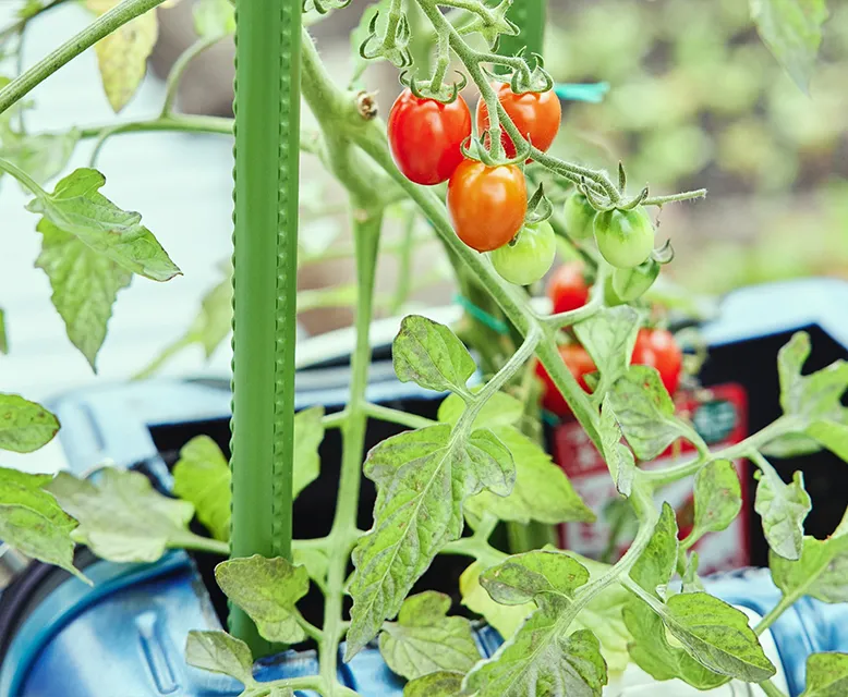 Rooftop Container Gardening04